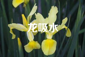 龙吸水